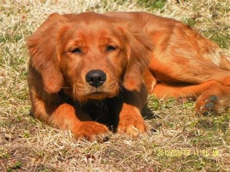 If you would like to expand your search outside of english golden retriever puppies listed in annapolis, maryland, then perhaps you would be interested in the following puppies. AKC OFA RED Golden Retriever Puppies for Sale in Millbach ...