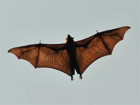 Bat Anatomy Bat Facts And Information