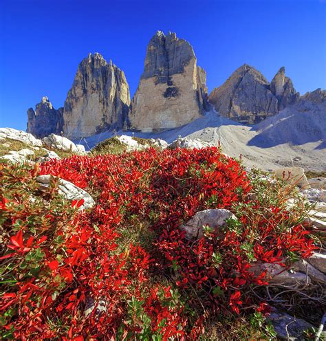 Alps Dolomites Wild Flowers Italy Digital Art By Olimpio Fantuz Pixels