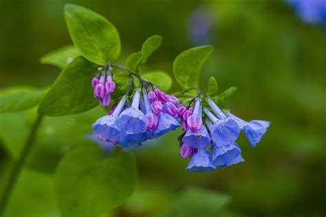 Virginia Bluebells Easy Plants To Grow Virginia Bluebells Plants