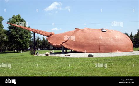 Worlds Largest Horseshoe Crab In Hilsboro Ohio Stock Photo Alamy