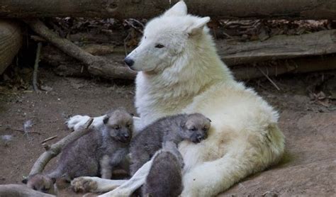 White Wolf Watch Adorable Arctic Wolf Pups Will Totally Make Your Day