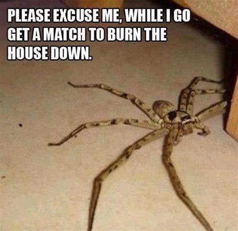 If Youre Scared Of Spiders Then Give Australia A Miss 23 Pics 9