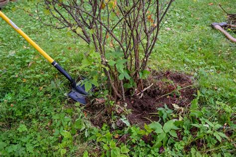 5 Shovels For Digging Up Roots Shovel Zone