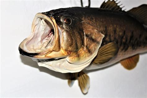 Vintage Taxidermy Fish Largemouth Bass Taxidermy Wall Mount