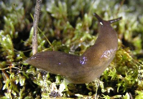 We did not find results for: Controlling Slugs in your Garden