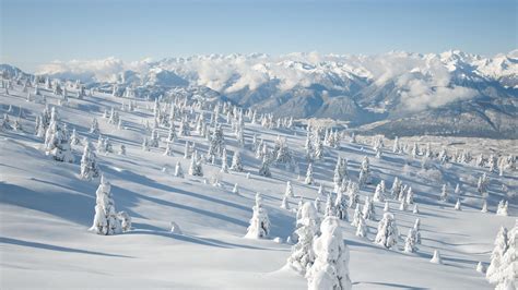 Snow Covered Trees On A Mountain Side Pics