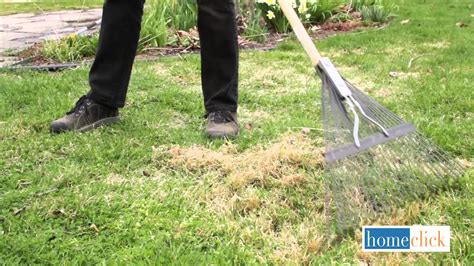 We did not find results for: Dethatching Tips for a Healthy Lawn - Homeclick Garden Tip #3 - YouTube