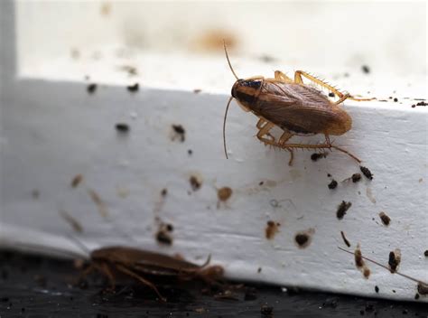 German Roach Drive Bye Pest Exterminators