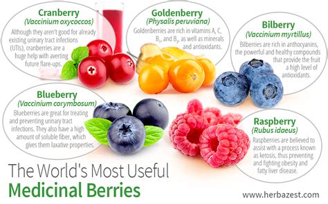 The Worlds Most Useful Medicinal Berries Herbazest