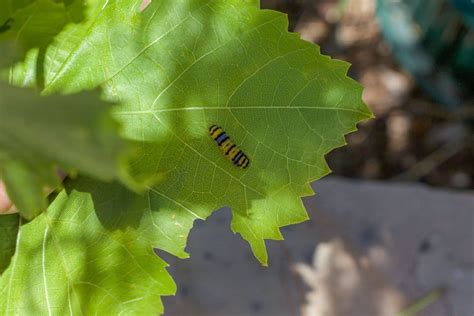 All you need is a few inches of grapevine, trimmed to include viable buds, and you're well on your way to growing grapes from cuttings. Pickling Grape Leaves For Dolma | Hilda's Kitchen Blog