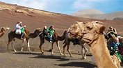 Camel Ride in Timanfaya, Lanzarote - YouTube