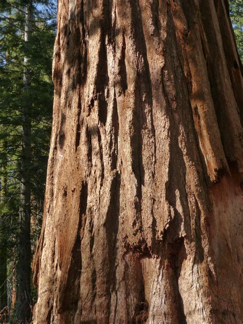 Photo By Shelley Drnek Bark From A Giant Sequoia Redwood Beautiful