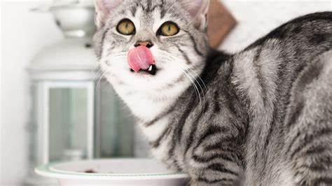 Is A Vegan Diet Safe For Cats What Every Pet Lover Needs To Know