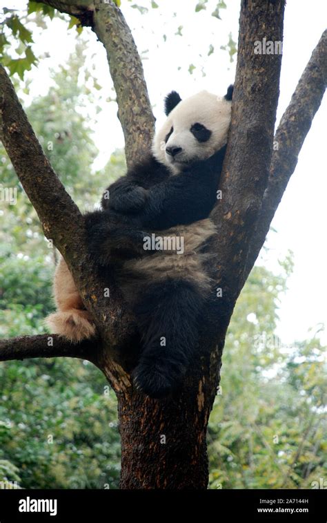 A Giant Panda Rests In A Tree At The Chengdu Panda Breeding Centre In