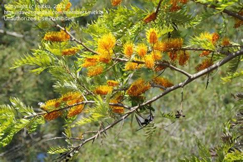 With pictures and notes on what to look out for. Flowering Tree Identification | Identification: nicku ...