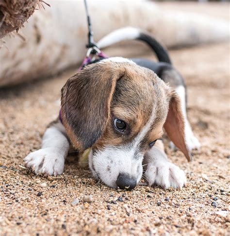 Blue Tick Beagles 30 Fantastic Fun Facts