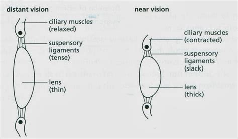 90 Accommodation Focusing On Objects Far And Near Biology Notes