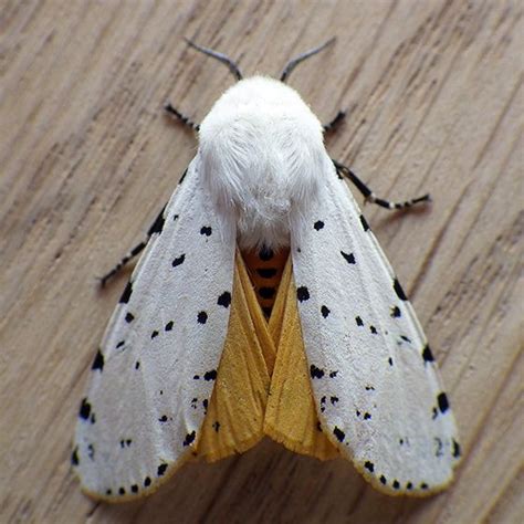 Salt Marsh Moth Identification Life Cycle Facts Pictures