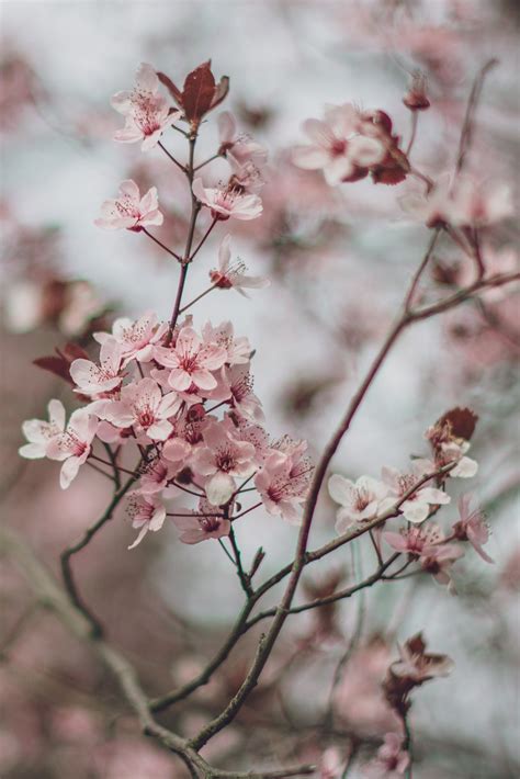 Cherry Blossom Blomster Gren Gratis Foto På Pixabay Pixabay