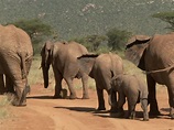 Watch Secret life of Elephants - Season 1 | Prime Video