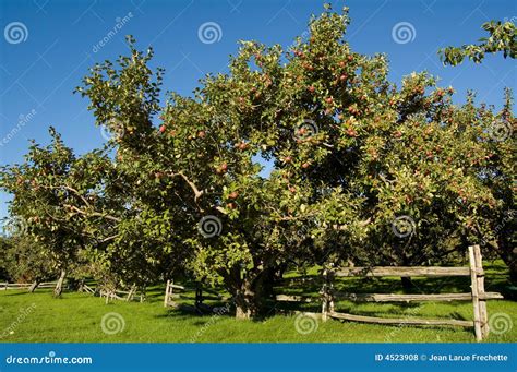 Apple Tree Stock Photo Image Of Food Fence Vacation 4523908