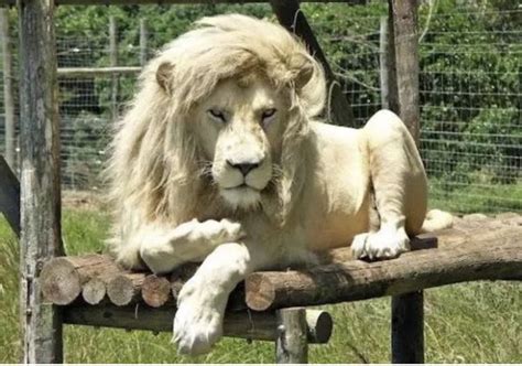Pin By Barbara Senseney On Awesome Animals Lion Memes Lion Pictures