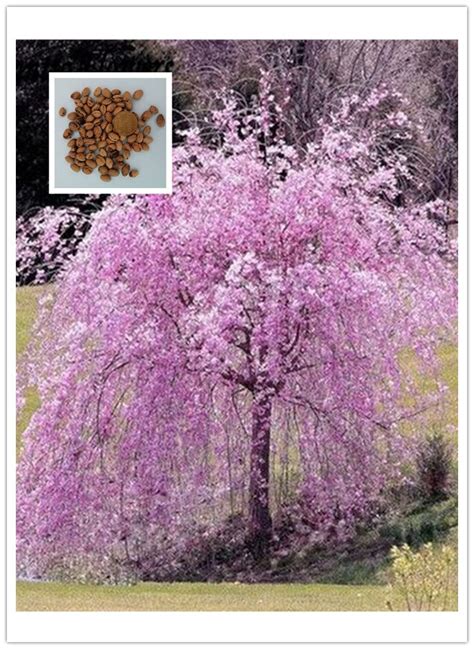 20 Pink Fountain Weeping Cherry Tree Bonsais Diy Home Garden Dwarf Tree