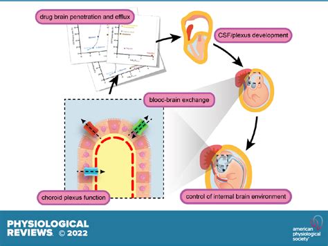 The Choroid Plexus A Missing Link In Our Understanding Of Brain