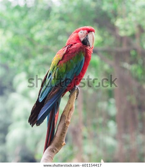 Scarlet Macaw Bird Stock Photo 601154417 Shutterstock
