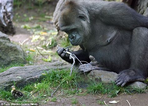 Gorilla And Duckling Become Friends At Bronx Zoo Daily