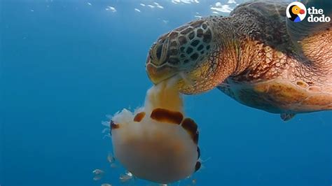 How To Save A Sea Turtles Life The Dodo Youtube