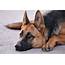German Shepherd Dog Breed Facts & Information  The People By Rovercom