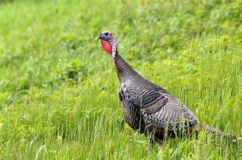Turkey Bird Close Up Portrait Profile Gobbler Thanksgiving