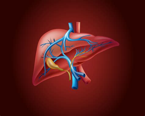 Human Liver On Red Background 431192 Vector Art At Vecteezy