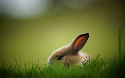 Spring Bunny Wallpaper 61 Images