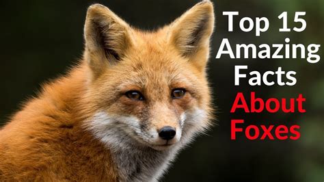 Top 15 Amazing Facts About Foxes Interesting Facts About Foxes Youtube