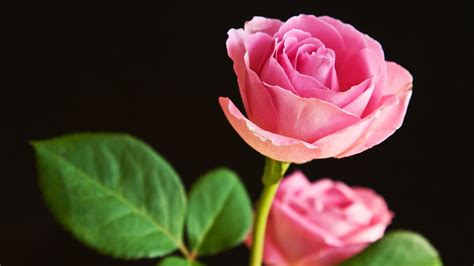 You can download different size of wallpaper for you mobile. Pink Rose Pictures download free | PixelsTalk.Net