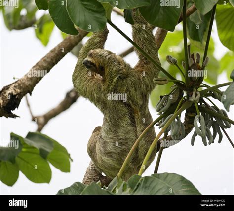 Three Toed Sloth Brown Throated Three Toed Sloth Bradypus Variegatus