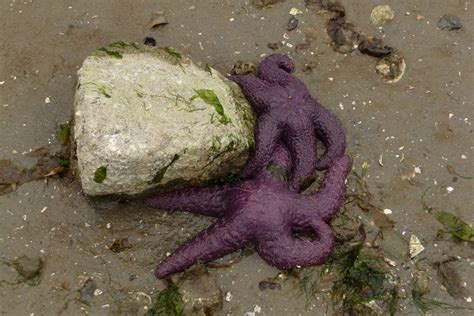 Kirsten Chursinoff Low Tide Purple Sea Stars