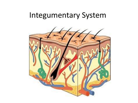 Diagram Of Integumentary System Photos