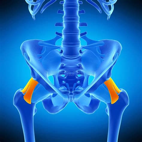 Das Iliofemoral Ligament Stock Abbildung Illustration Von Band 73211320