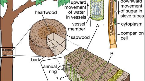 Angiosperm Vascular System And Water Uptake From Soil Britannica