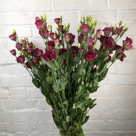 Online shopping for wholesale fresh cut flowers farm direct, a florist supply and bouquet maker: Buy Wholesale Eustoma, Double, Red (Lisianthus) UK ...