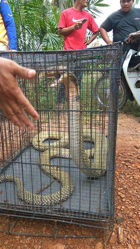 Iluminasi.com kongsikan 7 fakta dahsyat tentang ular tedung selar. Ular Tedung Selar 3.5 Meter Berjaya Ditangkap