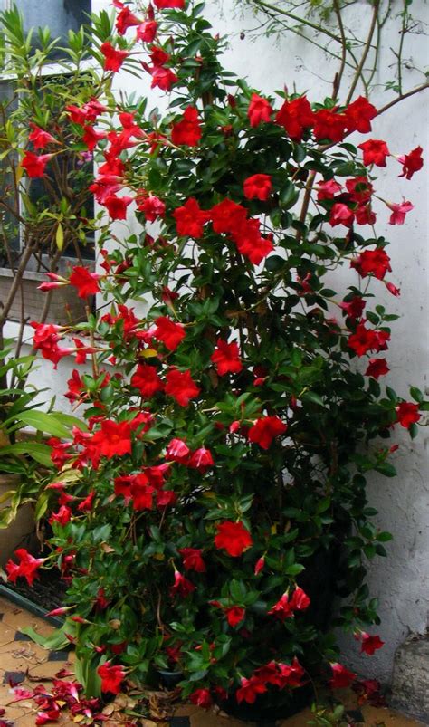 Climbing flowers, container gardening flowers climbing nasturtium seeds koralovyy blesk (tropaeolum majus) annual flowers: Mandevilla boliviensis