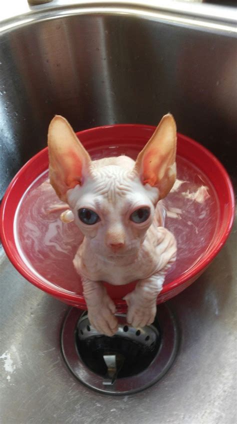 Purebred Sphynx Breeder In Washington State Shammi Cats