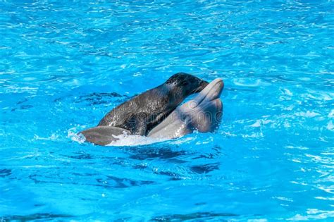 Seal Is Riding On A Dolphin In Blue Water Stock Image Image Of