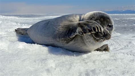 A Baikal Seal Pup Waiting For Its Mother To Nurse Britannica