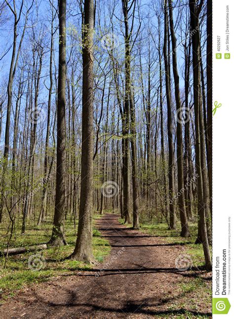 Winding Path In Forest Stock Image Image Of Forest